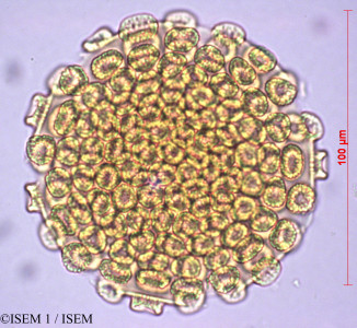 ISEM 1/Megaskepasma_erythrochlamys_27879/Megaskepasma_erythrochlamys_27879_0001(copy)_thumb.jpg